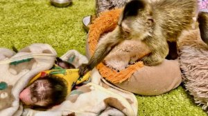 Финик ТАК ПРИВЫК к Николь, что даже СТАЛ ПЕРЕЖИВАТЬ ЗА НЕЕ!