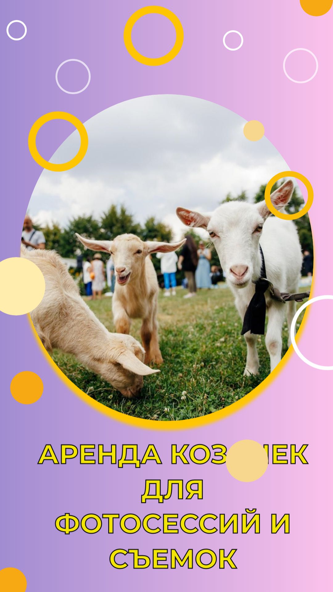 Аренда козочек для фотосессий и съемок, видео: милые животные для вашего проекта