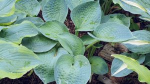 Голубая хоста Blue Shadows Блю Шедоус