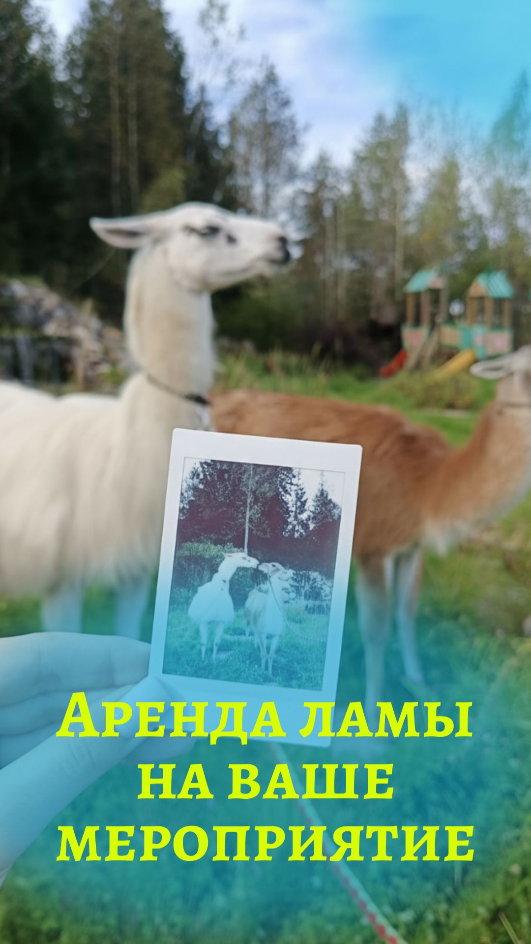Аренда ламы на мероприятие: живая лама для праздников, фотозон и шоу-программ