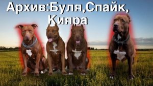 Архив: Спайк, Буля и Кияра. Питбули Dragon Life