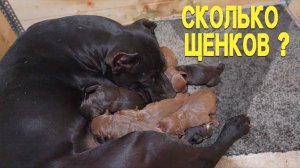 Сколько щенков родилось? Шикарные щенки от питомника - «Питбули Dragon Life» 2026