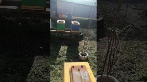 7-е января! Пчела балдеет!