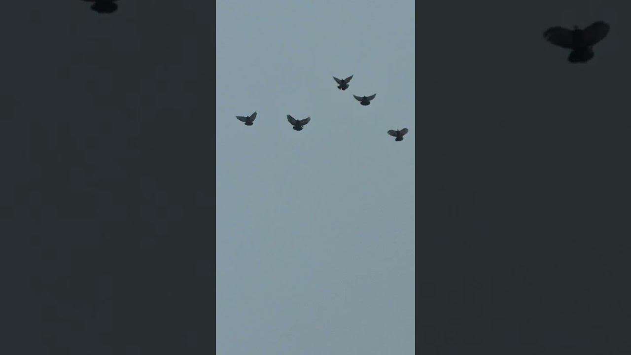 29.12.2025. Безкружные голуби, Чуманова Виталия.