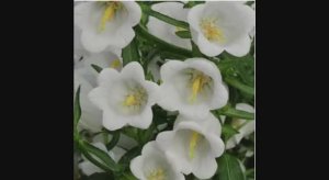 Колокольчик средний CAMPANA WHITE, CAMPANA LILAC, калибрахоа посеяла 06.01.2026