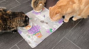 Рождественское угощение для любимуш🌠😋