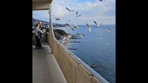 ЧАЙКИ ТОЖЕ,  КАК ЛЮДИ!