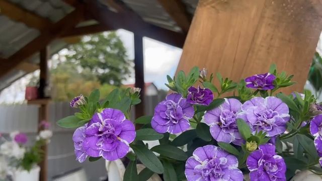 Калибрахоа у меня на даче. Красивый цветок смотреть онлайн