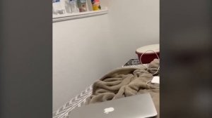 Иногда коты становятся слишком странными