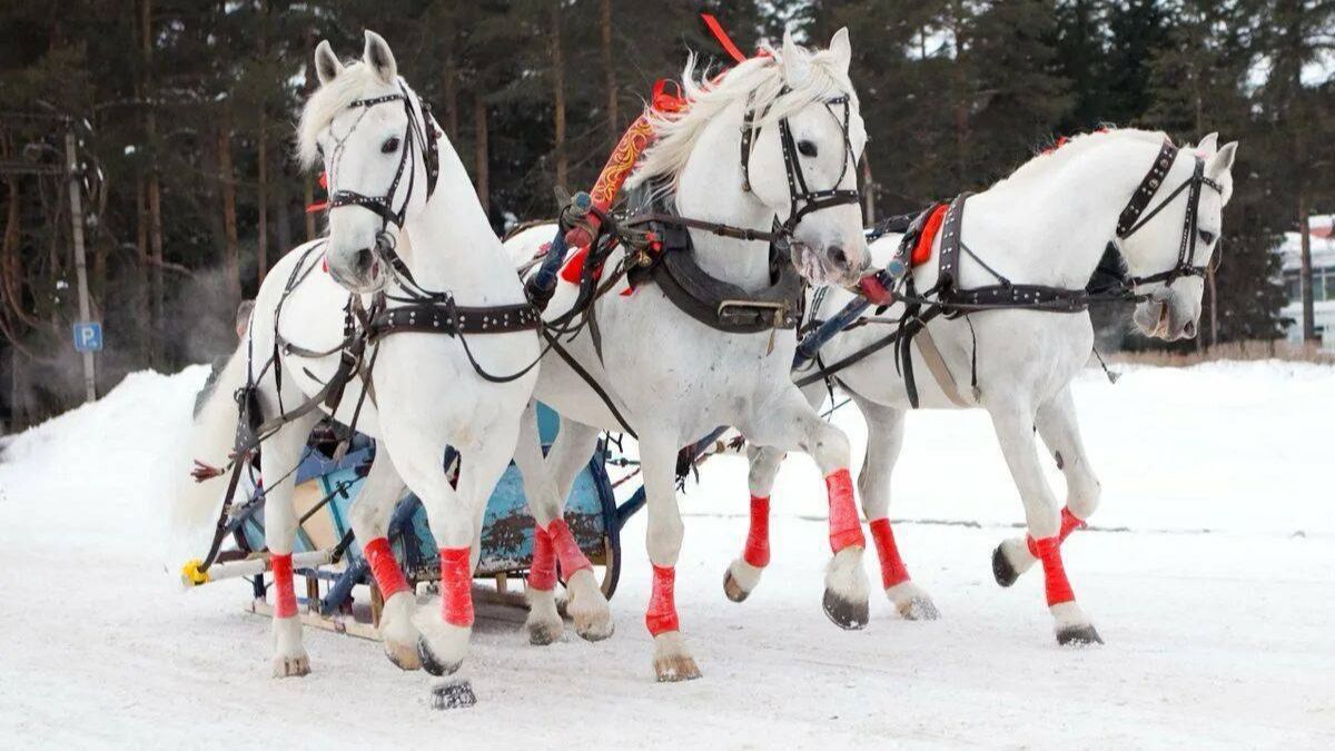 Роман Ефимов Три белых коня смотреть онлайн