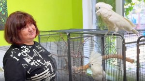 ХОХОЧЕМ с попугаями! В ГОСТЯХ у белых какаду и Татьяны Алексагиной! ГРОМКО и ВЕСЕЛО!
