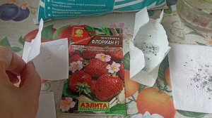 У меня началась посевная пора, сею землянику и цветы!С Рождеством Христовым!!!