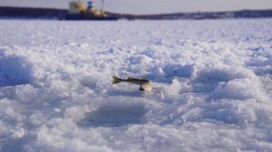 Зимняя морская рыбалка в п. Ванино, п. Заветы Ильича. Январь 2026 г.