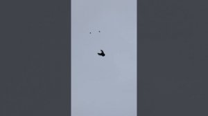 г.Мариуполь обзор моих жуков.
2 часть 2026 год.