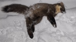 Охота на куниц)