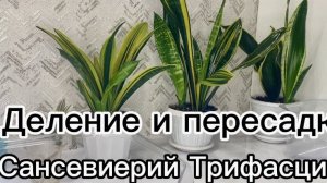 Деление и пересадка сансевиерий Трифасциат.