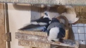 1000107762.mp4 Все про голубей..