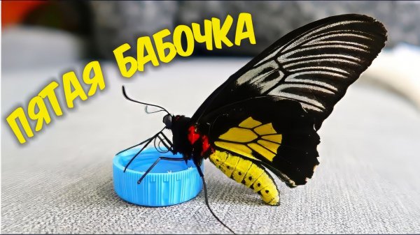 Бабочкариум! Пятая бабочка, Птицекрылка! Бабочкарий. alex boyko