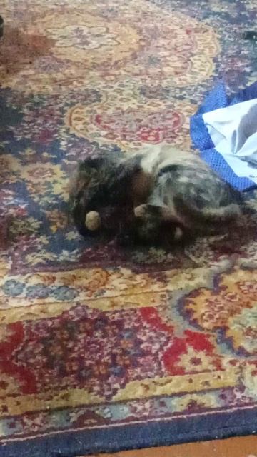 VID_20260107_142328[1]