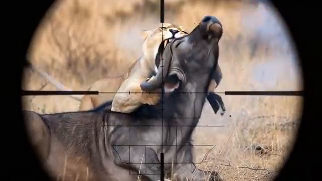 Охота на львов. смотреть онлайн