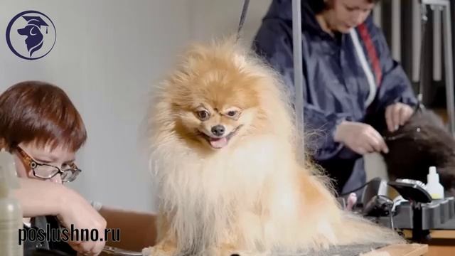 Шпиц. Дрессировка шпица. Воспитание шпица. смотреть онлайн