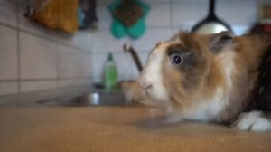 AMONG US в РЕАЛЬНОЙ ЖИЗНИ с КОТАМИ! Челлендж Найди ПРЕДАТЕЛЯ