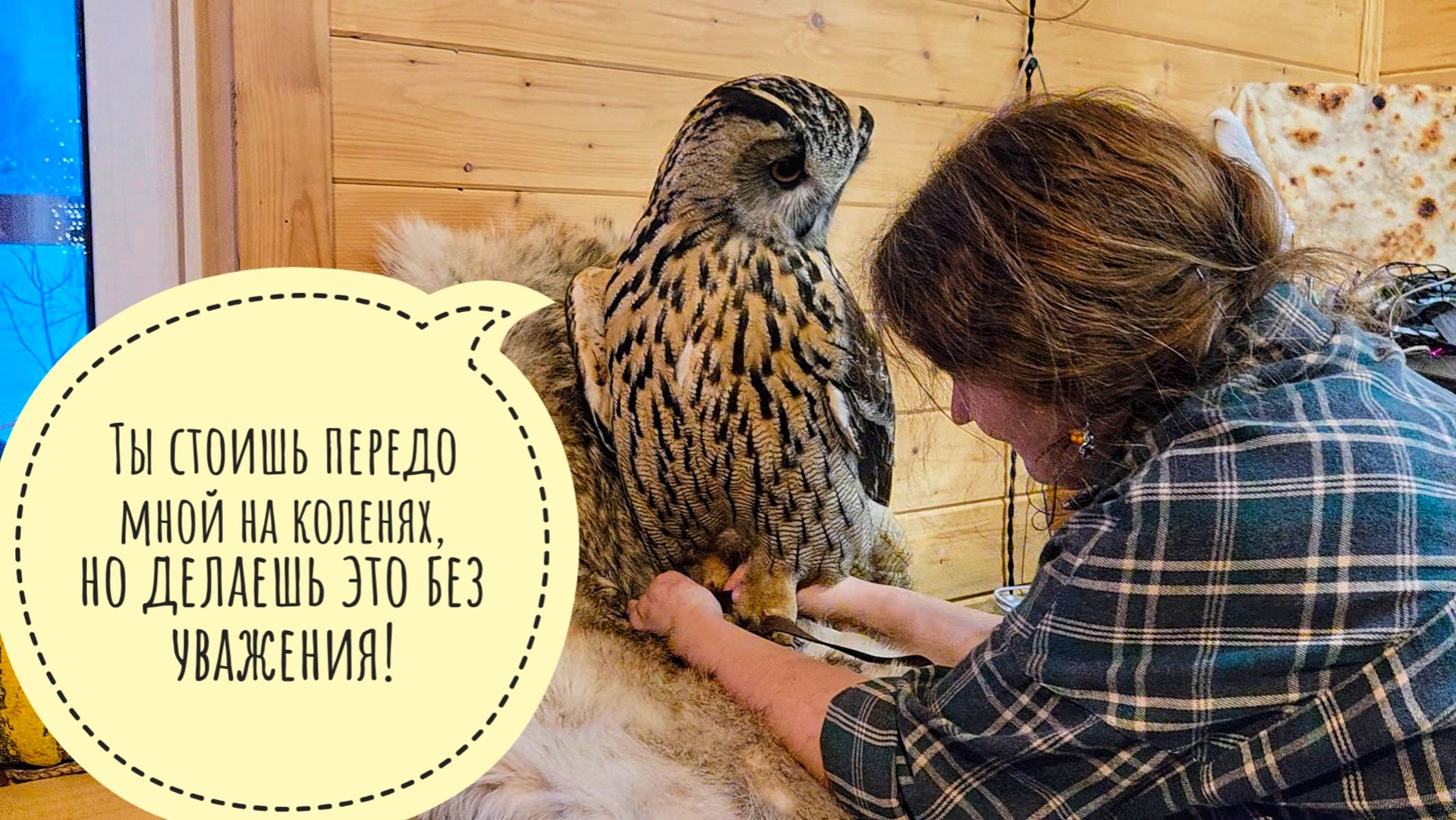 Меняем сове Ёлке обувочку. Эпичное сокрушение совы в орхидеи - все взбодрились! смотреть онлайн