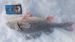 рыбалка на окуня гиганта как ловить трофей