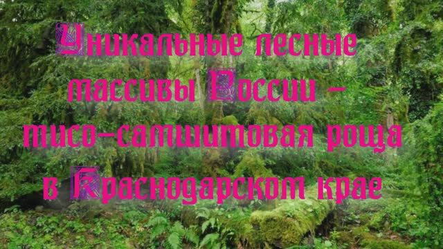 Природа регионов России - тисо-самшитовая роща в Краснодарском крае. Часть 2 смотреть онлайн