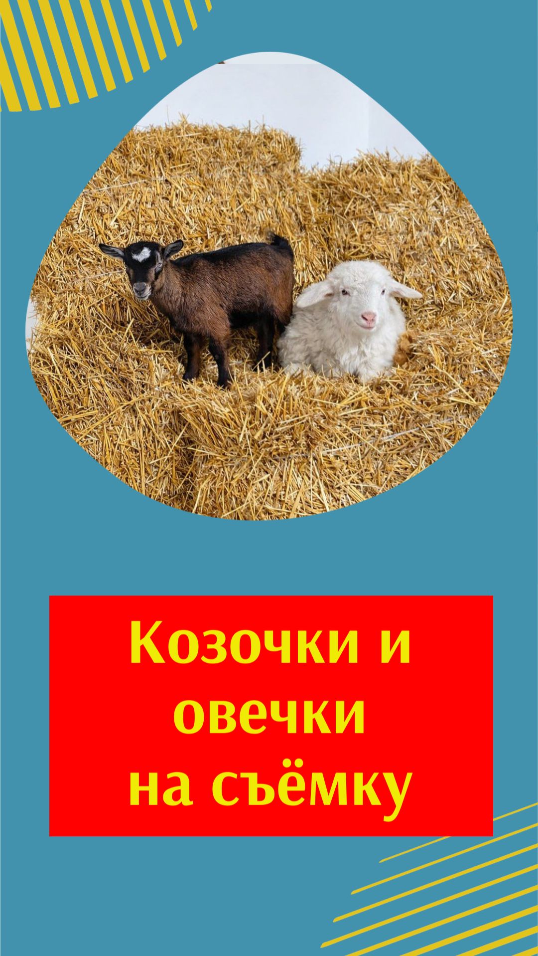 Козочки и овечки на съёмку: живые герои для фото и видео проектов