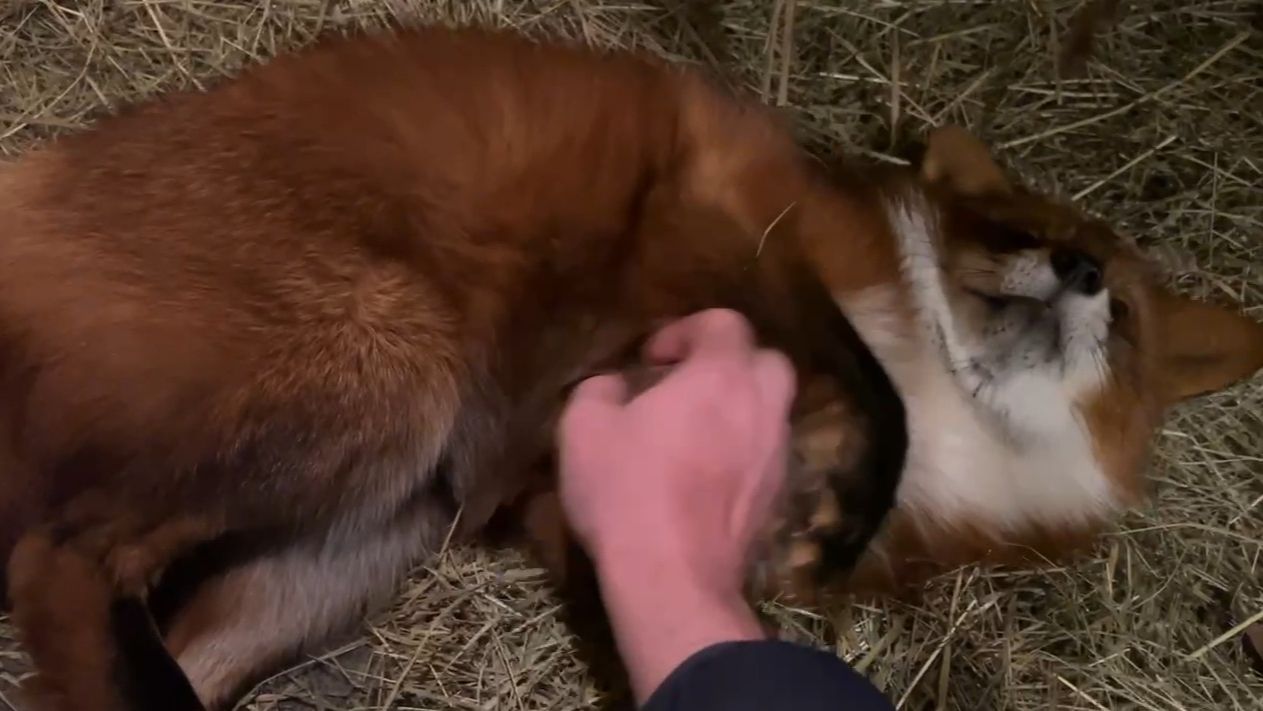 Лиса-Алиса. Лис Игнис в снежной засаде смотреть онлайн