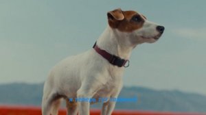 Сон Царя зверей