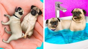 Секретная комната для собаки 🐶 Преображение 😱