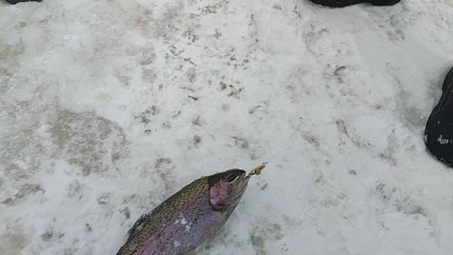 Основной водоём. Дуплет. смотреть онлайн