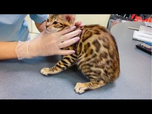 ВЛОГ Поправилась на 3 кг !!! Везём котёнка к врачу ! Обычный день семьи из России