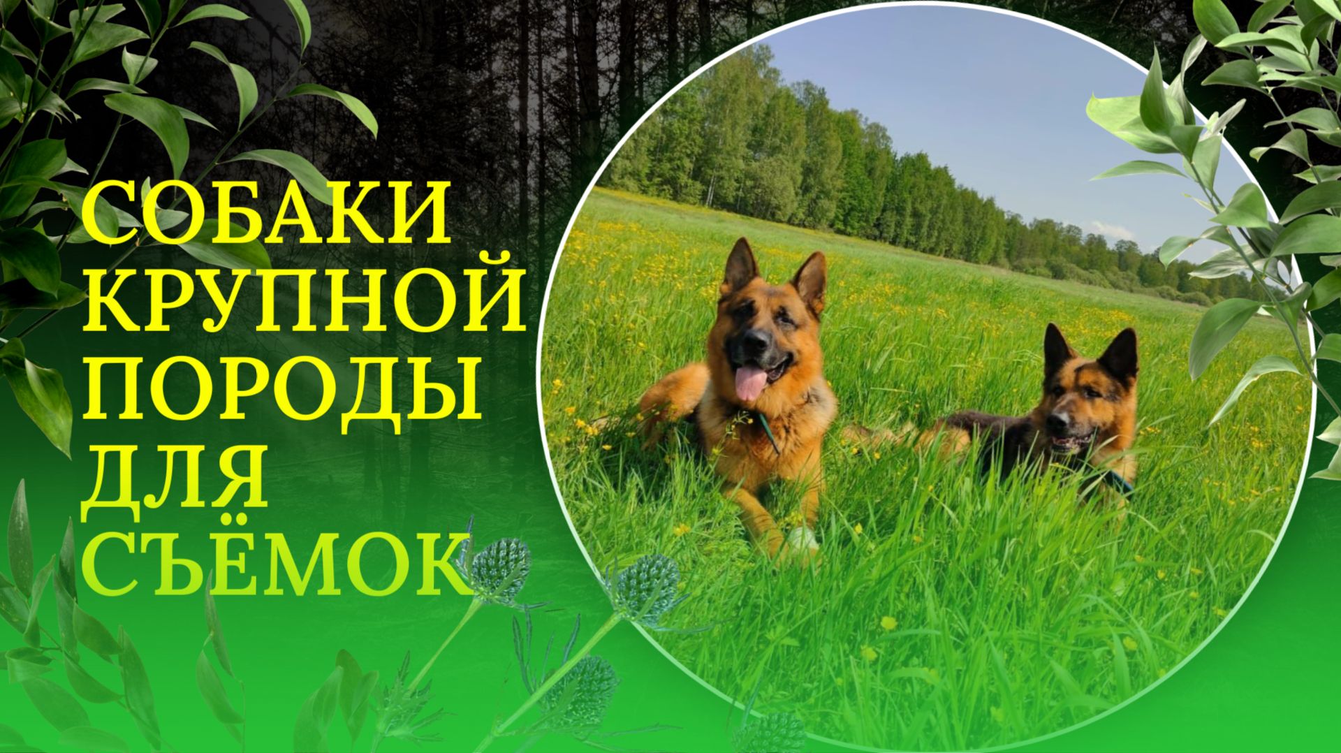 Собака крупной породы для съёмок: послушный пёс для профессиональных роликов