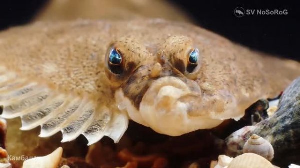 В чём основные отличия представителей отряда Камбалообразные (Flatfishes) — Pleuronectiformes ?