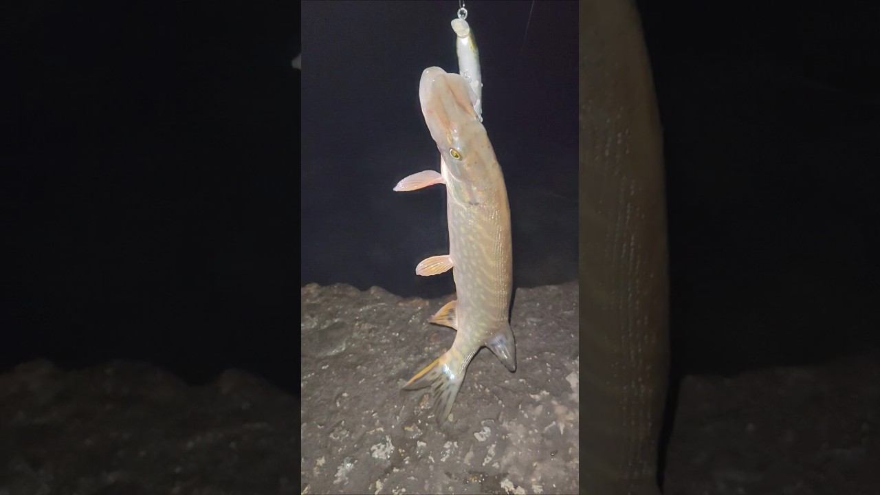 Ночная щучка и куча карандашей!!!