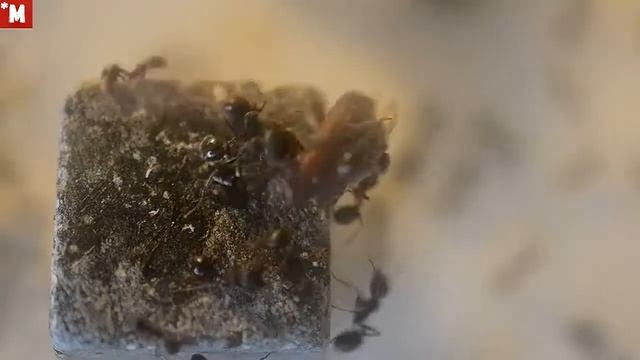 Муравьи мессор структор (жнецы) и жук хрущак. Кормление. смотреть онлайн