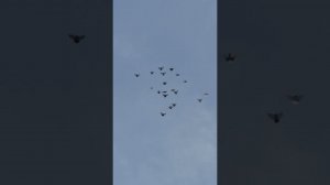 31.12.2025. Безкружные голуби, Чуманова Виталия. Всех с наступающим новым годом