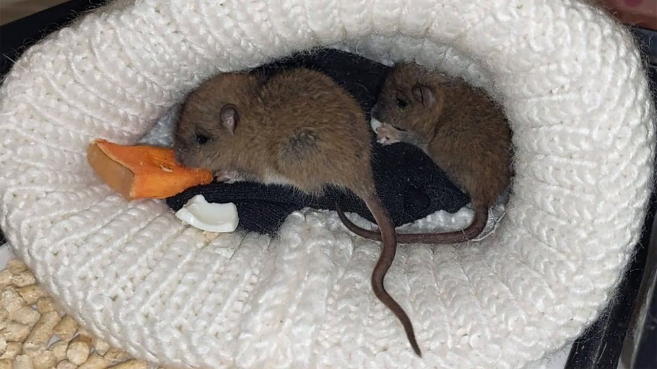 АННА. Я спасла двух маленьких крысят