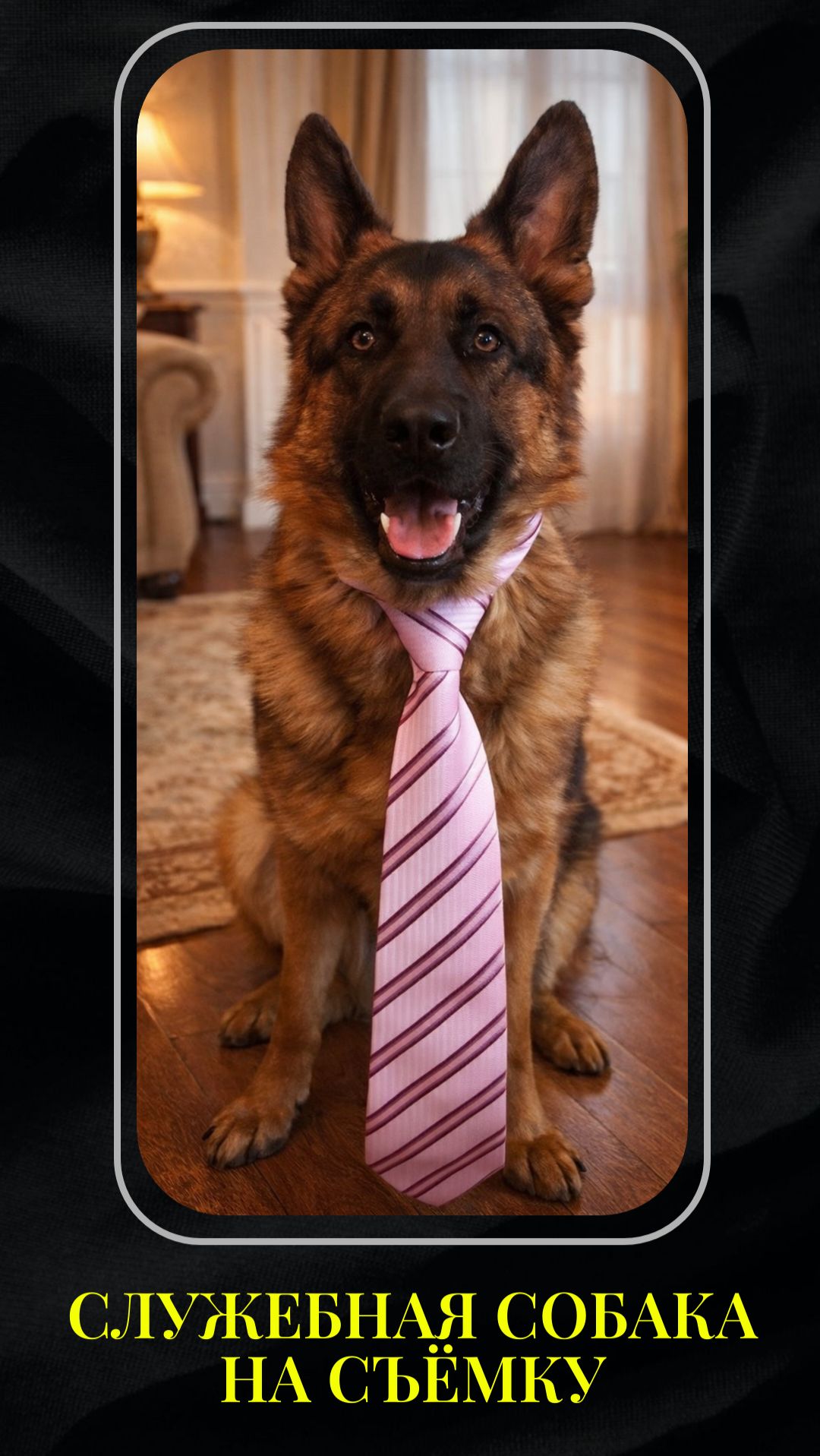 Служебная собака для съёмок: выдрессированный пёс для фото и видео