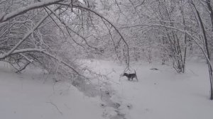 охота в зимнем лесу