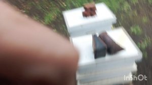 Что с пчёлами , после дождя.