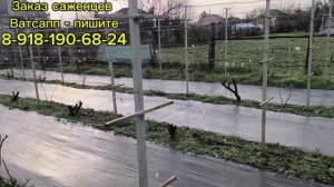 Обустройство шпалеры у нас на винограднике!