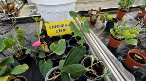 С Рождеством! Выбрались по делам, а где мы оказались, судьба распорядилась Монастырь и шок цены на☘️