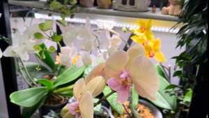 ПОЛИВ орхидей💦 Уход