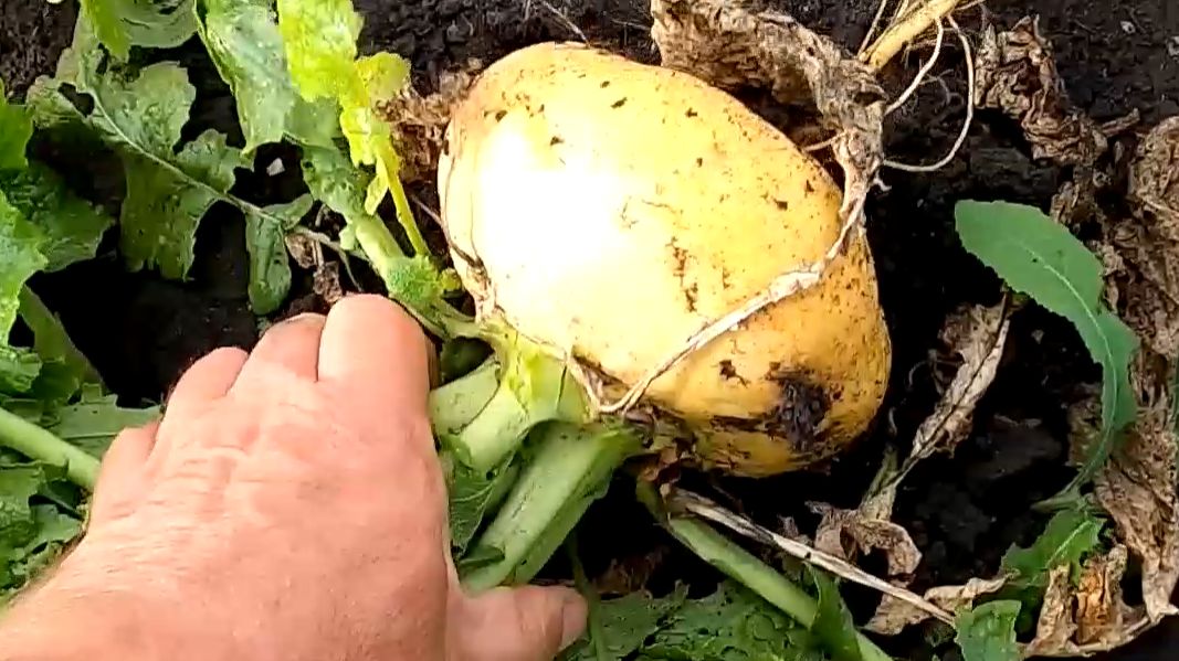 Выращивание репы