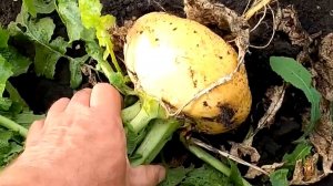 Выращивание репы