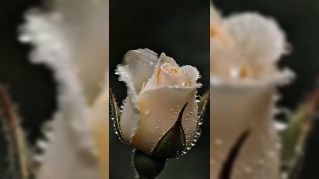 Розы.Пробуждение.Релакс. смотреть онлайн